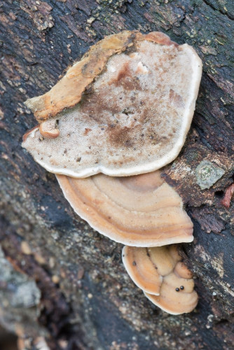 Polyporaceae_Daedaleopsis confragosa 1 b-2.jpg