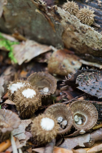 Nidulariaceae_Cyathus striatus 1-2.jpg