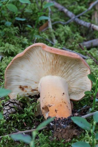 Russulaceae_Lactifluus volemus 1 b-2.jpg