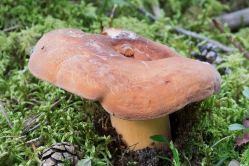 Russulaceae_Lactifluus volemus 1-2.jpg