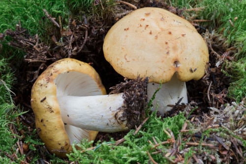 Russulaceae_Russula ochroleuca 1-2.jpg