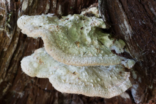 Polyporaceae_Oligoporus guttulatus 1-4.jpg