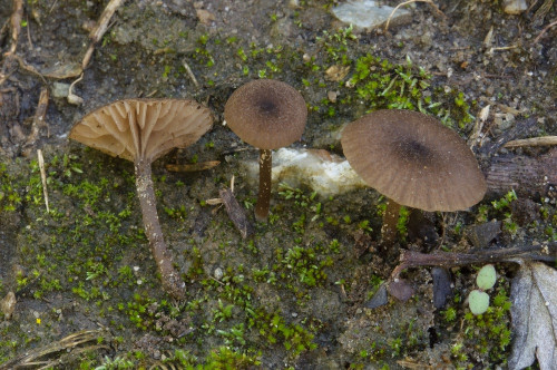 2020-09-08-Exkursion Kottes, Waldviertel-0088.jpg