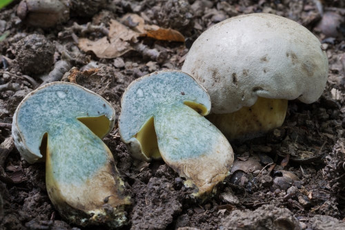 Boletaceae_Butyriboletus fechtneri cf 2-2.jpg