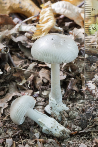 Amanitaceae_Amanita vaginata 1 c-2.jpg