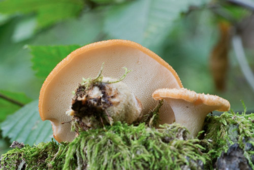 Polyporaceae_Polyporus tuberaster 1 b-2.jpg