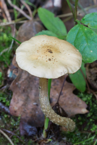 Strophariaceae_Pholiota gummosa 1-2.jpg