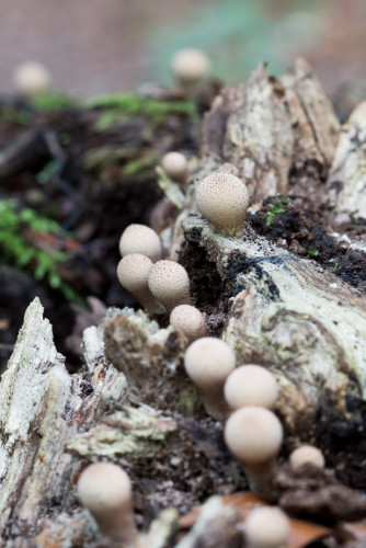 Lycoperdaceae_Apioperdon pyriforme 1 c-2.jpg