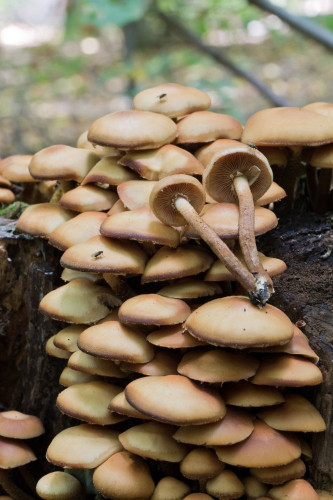 Strophariaceae_Kuehneromyces mutabilis 1-2.jpg