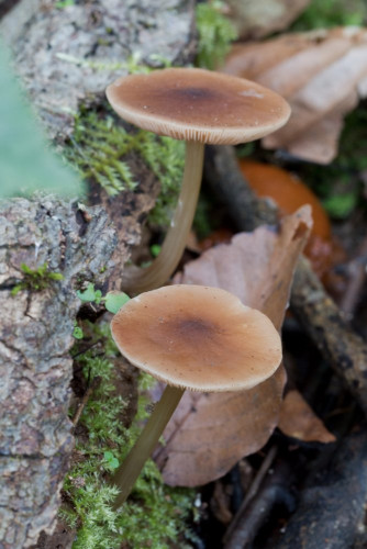 Pluteaceae_Pluteus phlebophorus 1-2.jpg