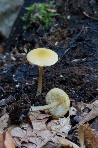 Pluteaceae_Pluteus leoninus 1 d-2.jpg