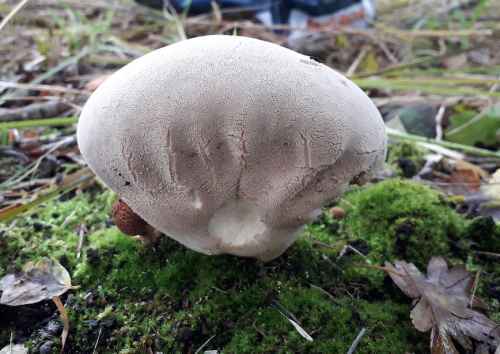 Calvatia.png