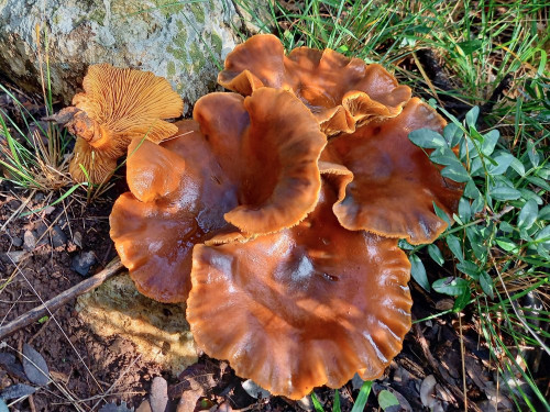 Omphalotus olearius.jpg