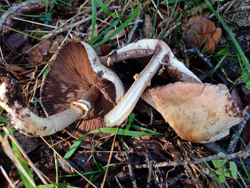 Agaricus sp.b.jpg