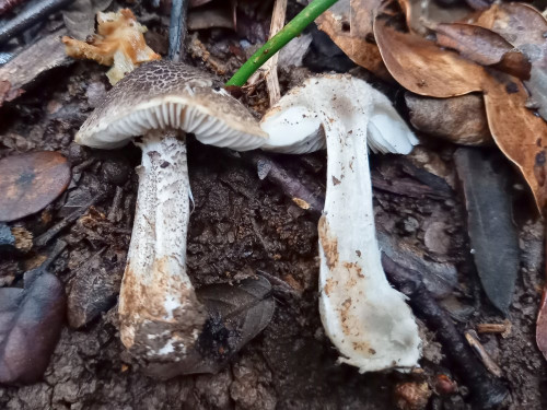 Tricholoma sp b.jpg