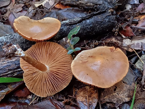 Inocybe sp 1.jpg