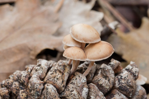 Marasmiaceae_Baeospora myosura 1-2.jpg