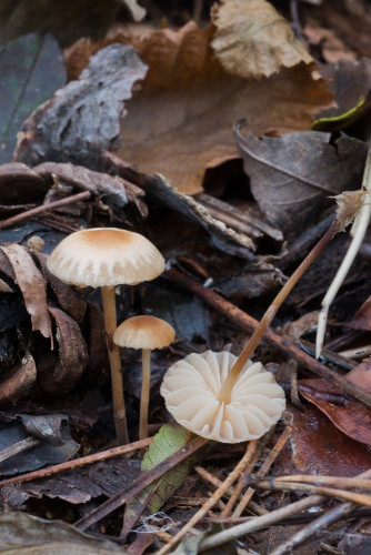 Marasmiaceae_Marasmius torquescens 1b-2.jpg