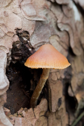 Strophariaceae_Galerina marginata 1b-2.jpg