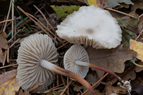 Marasmiaceae_Marasmius wynneae 1-2.jpg