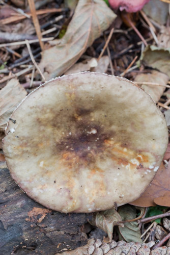 Russulaceae_Russula sp 1b-2.jpg