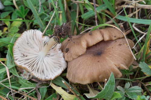 Entolomataceae_Entoloma sp 1-2.jpg