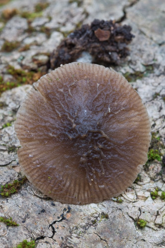 Pluteaceae_Pluteus thomsonii cf 1-2.jpg