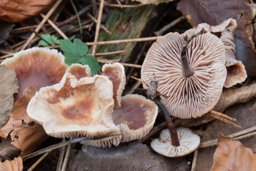 Tricholomataceae_Gymnopus foetidus 1-2.jpg