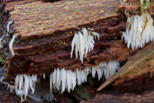 Clavariaceae_Mucronella calva cf 1-2.jpg