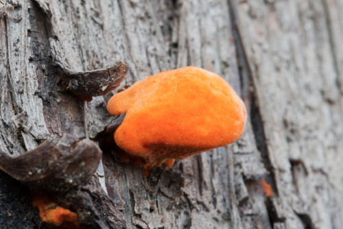 Polyporaceae_Pycnoporus cinnabarinus 1b-2.jpg