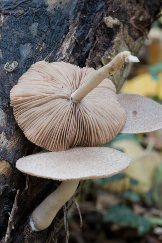 Coprinaceae_Coprinopsis melanthina 1-2.jpg