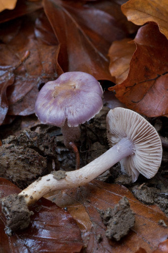 Cortinariaceae_Inocybe geophylla 1-2.jpg