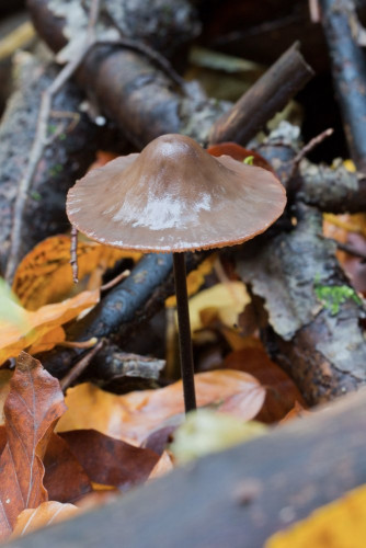 Marasmiaceae_Mycetinis alliaceus 1-2.jpg