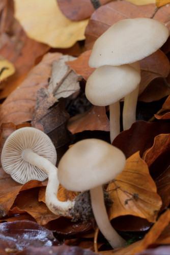 Tricholomataceae_Clitocybe sp 1-2.jpg