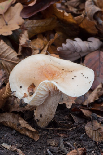 Hygrophoraceae_Hygrophorus unicolor 1-2.jpg