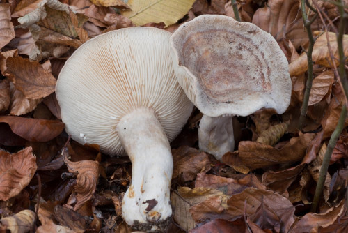 Russulaceae_Lactarius circellatus 1-2.jpg