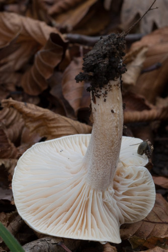 Hygrophoraceae_Hygrophorus arbustivus 1b-2.jpg