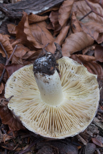 Tricholomataceae_Tricholoma portentosum 1d-2.jpg