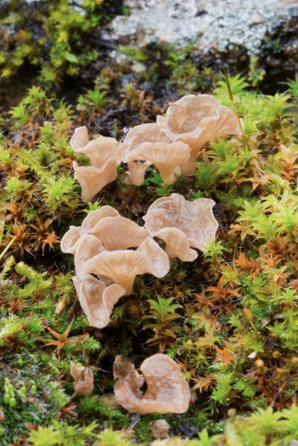 Hygrophoraceae_Arrhenia spathularia 1-2.jpg