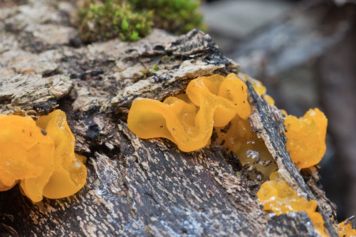 Tremellaceae_Tremella mesenterica 1-2.jpg