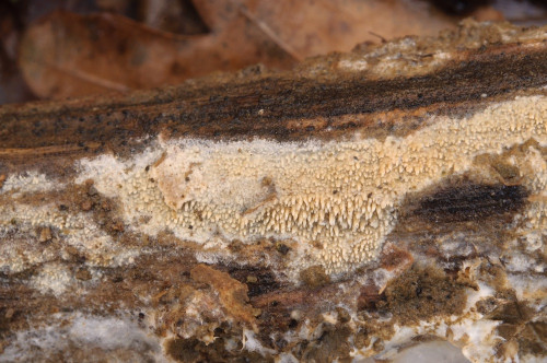 c_Xylodon_quercinus1.jpg