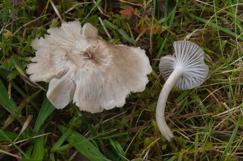 2019-10-06-Stradner Kogel, Hauspflegerwiese-0008.jpg