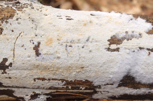 c_Ceraceomyces_tessulatus1.jpg