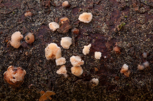 h_Tremella_simplex.jpg