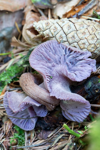 Hydnangiaceae_Laccaria amethystina 1-2.jpg