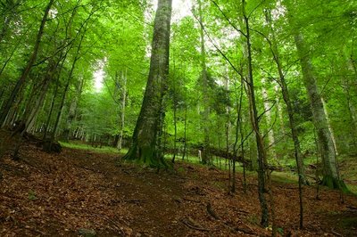 2018-08-11-Pinggau - 10. - 11. August 2018 - Naturwaldreservat Stift Vorau-111.jpg