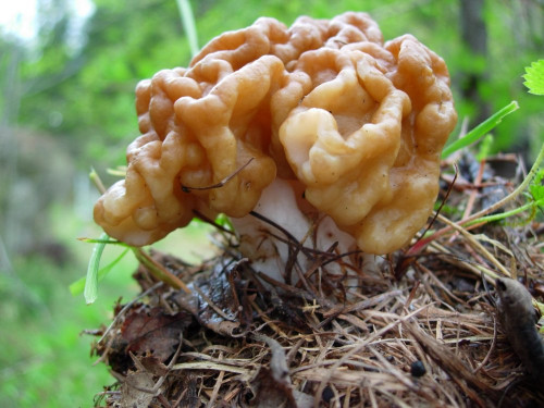 Gyromitra gigas4.jpg