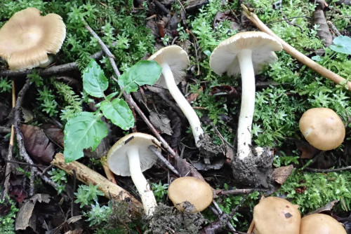 Inocybe queletii (8).JPG