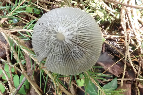 Coprinopsis lagopus