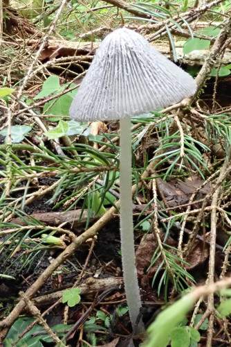 Coprinopsis lagopus